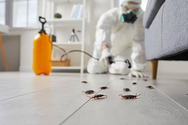 Affordable Termite Control solutions in North Corbin, KY